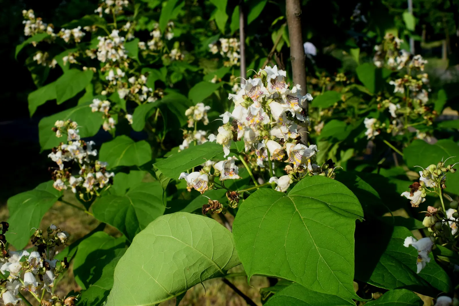 Golden Catalpa (Catalpa Bignonioides 'Aurea') — as long as there is adequate moisture.<br><br>During late spring to early summer