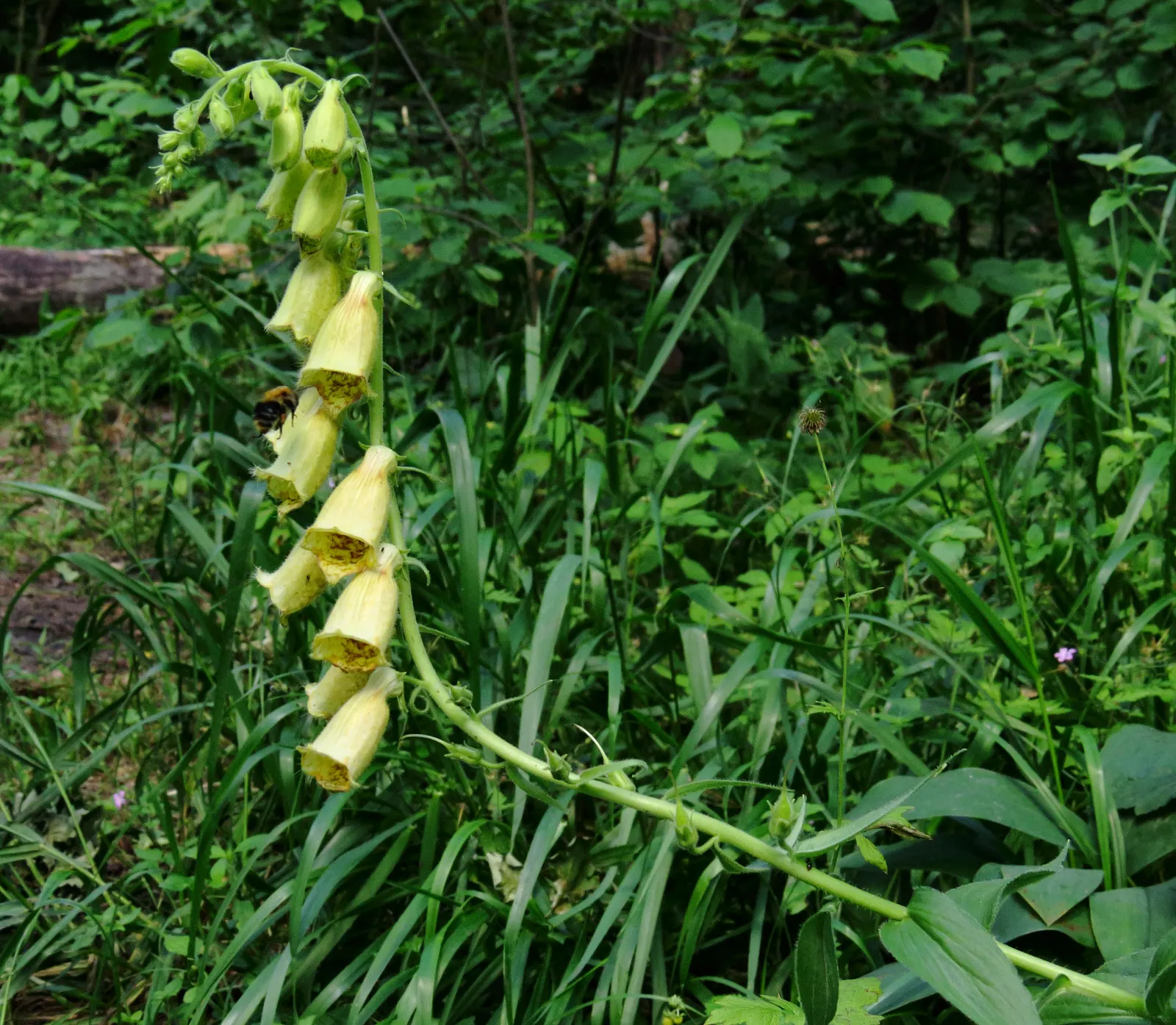 Yellow Foxglove (Digitalis Grandiflora) — Reaching an average height of 18 to 30 inches; consider its height for background placement or as a, image 75