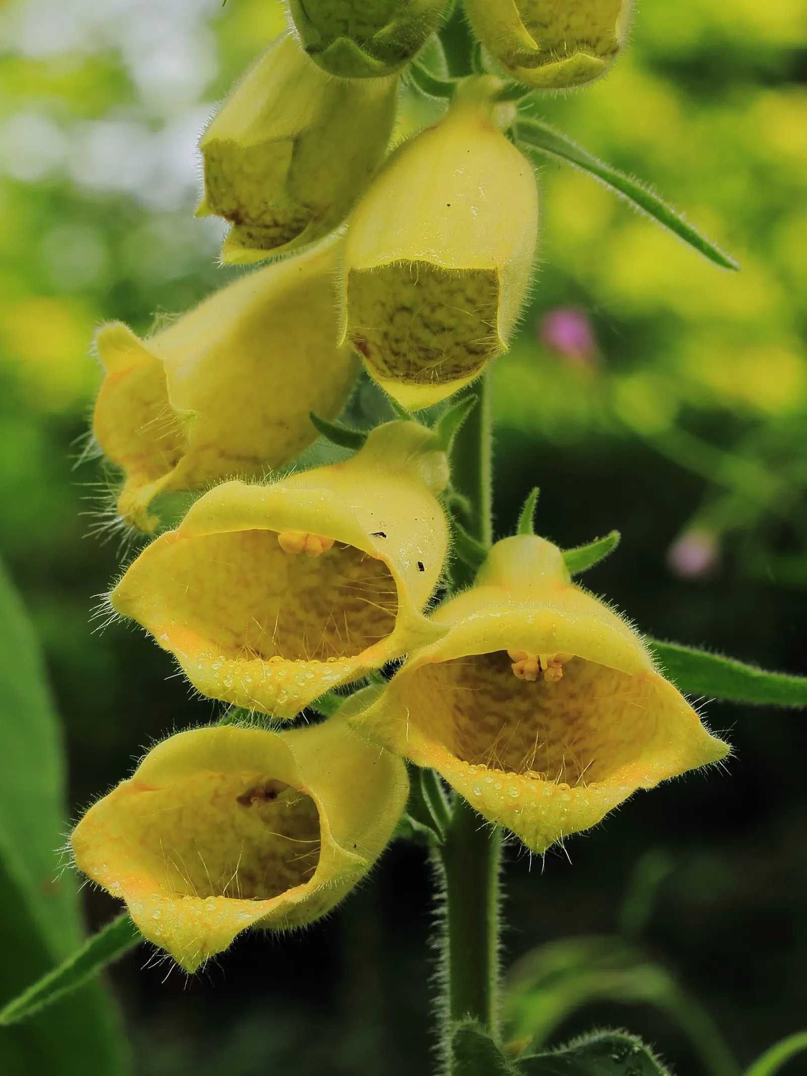 Yellow Foxglove (Digitalis Grandiflora) — It pairs splendidly with ferns, hostas, and other shade-loving perennials