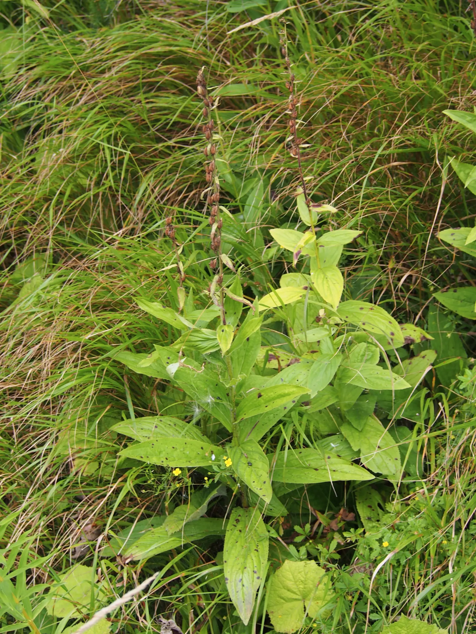 Yellow Foxglove (Digitalis Grandiflora) — making it a haven for pollinators such as bees and hummingbirds