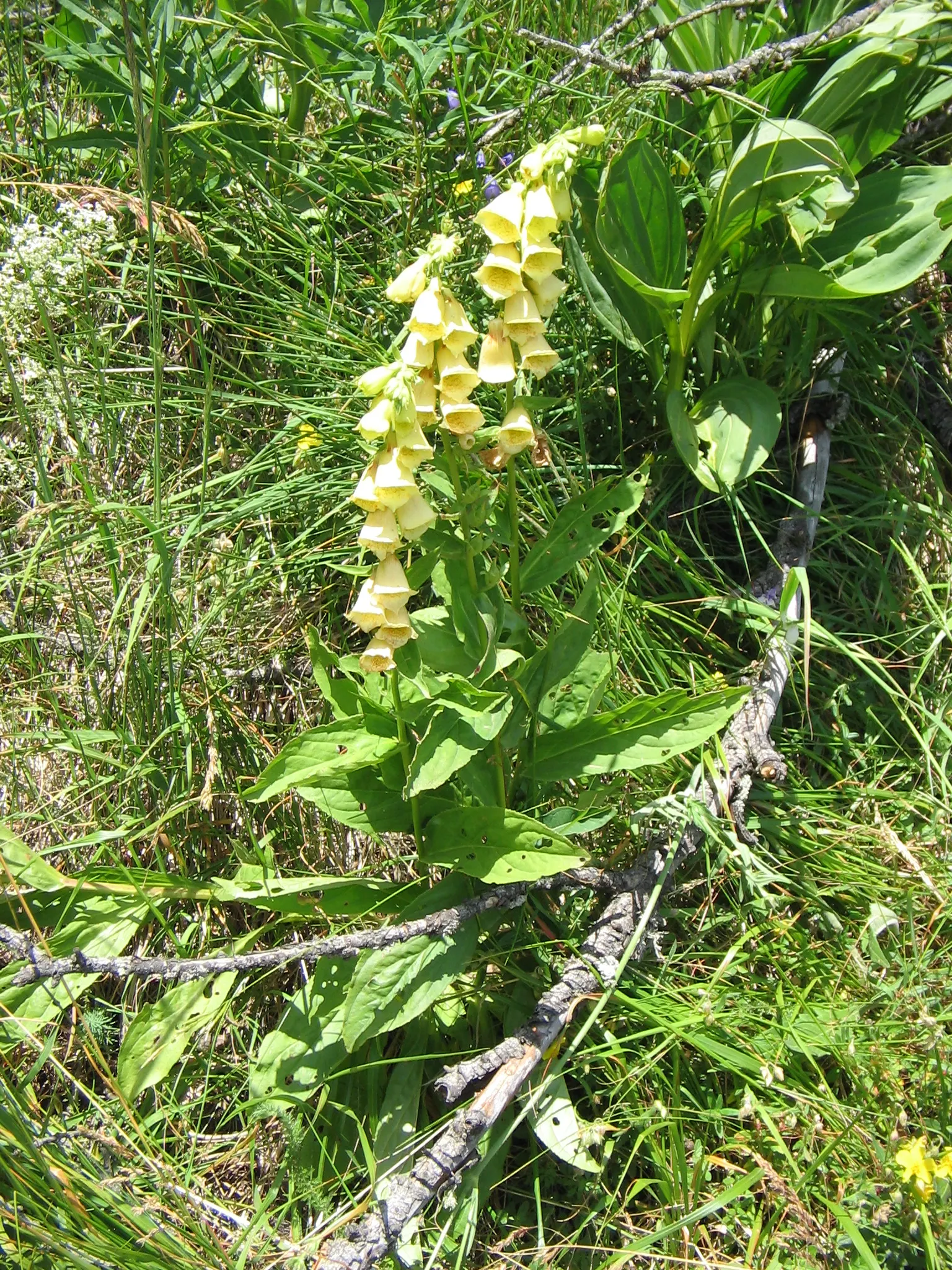 Yellow Foxglove (Digitalis Grandiflora) — it presents an upright habit; is a captivating perennial that brings a touch of elegance and vertical interest to any