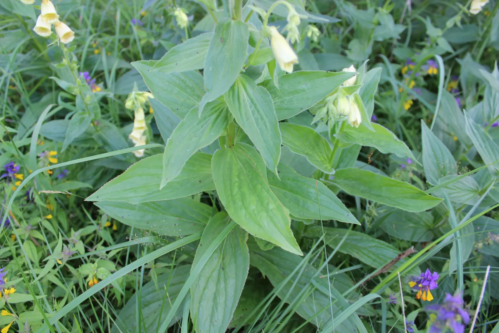 Yellow Foxglove (Digitalis Grandiflora) — commonly known as Yellow Foxglove