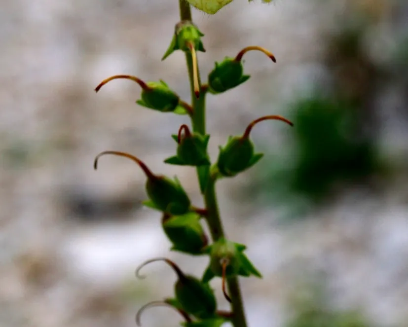 Yellow Foxglove (Digitalis Grandiflora) — perennial for half
