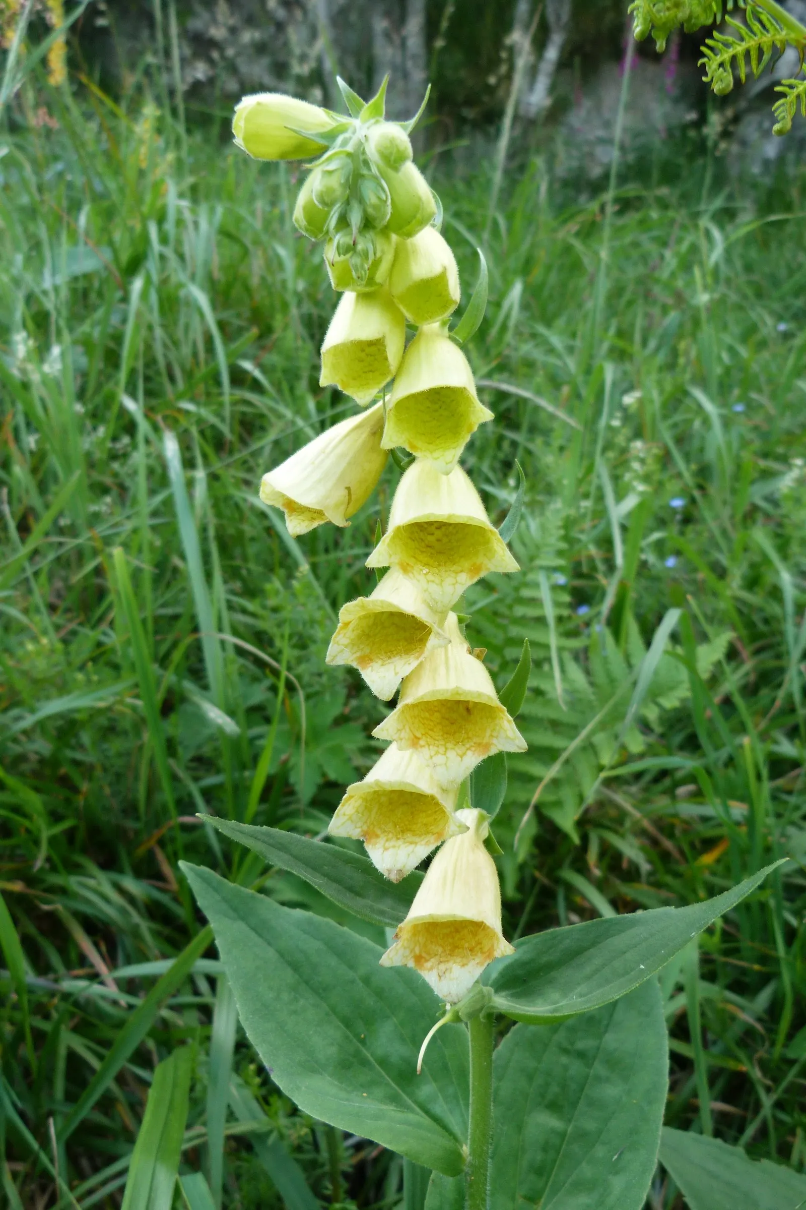 Yellow Foxglove (Digitalis Grandiflora) — is a perennial boasting 2-3 ft tall spikes adorned with tubular; it presents an upright habit