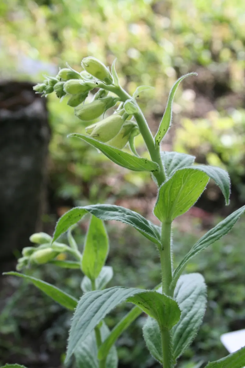 Yellow Foxglove (Digitalis Grandiflora) — commonly known as Yellow Foxglove; zones 4-8 suit this plant, thriving in part shade and well-drained soil, image 67