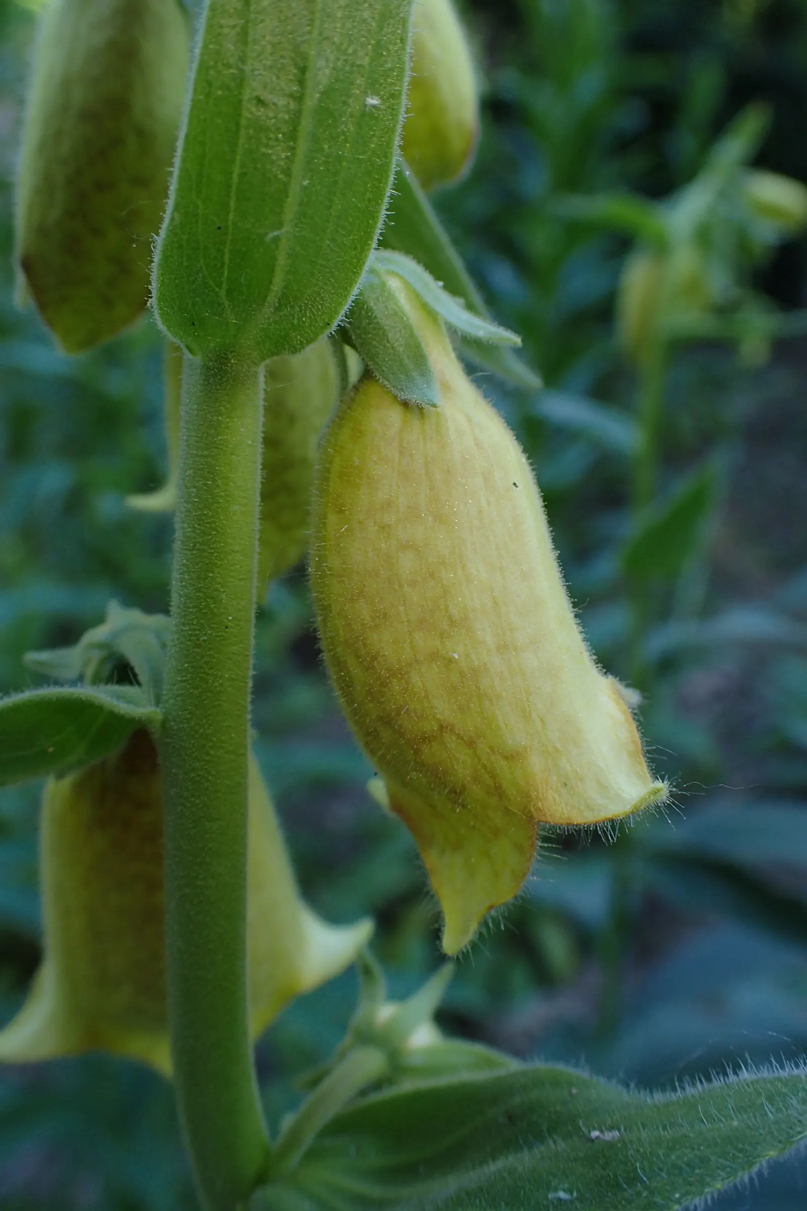 Yellow Foxglove (Digitalis Grandiflora) — is a captivating perennial that brings a touch of elegance and vertical interest to any landscape design; it prefers