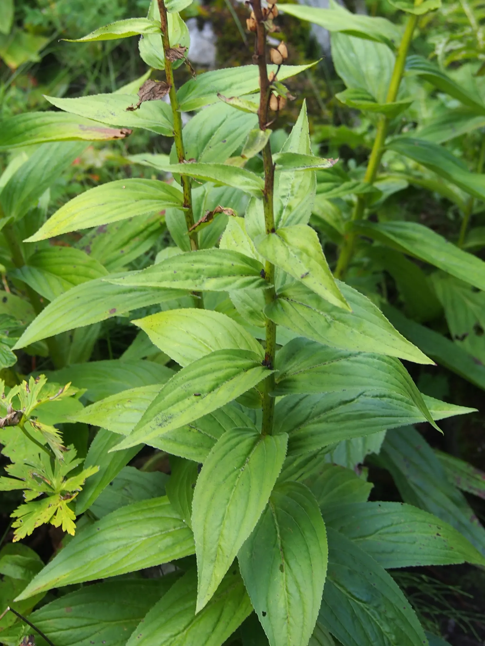 Yellow Foxglove (Digitalis Grandiflora) — perfect for adding structure to garden borders or floral arrangements.<br><br>Notable for its tubular, image 78