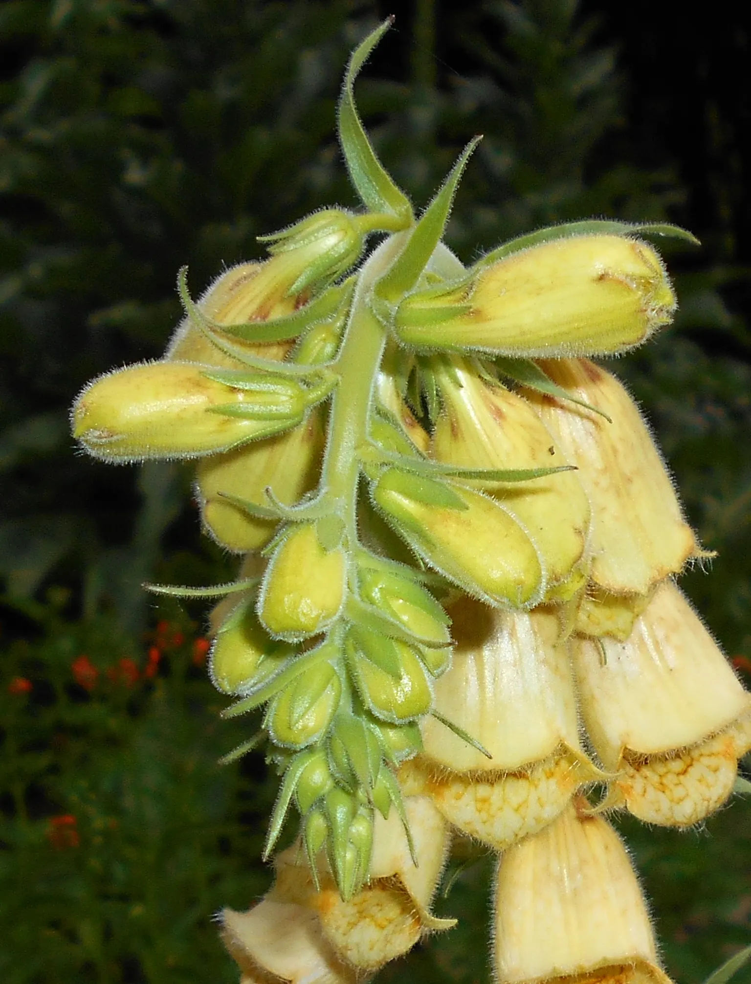 Yellow Foxglove (Digitalis Grandiflora) — Deadheading spent flowers can encourage a tidier appearance