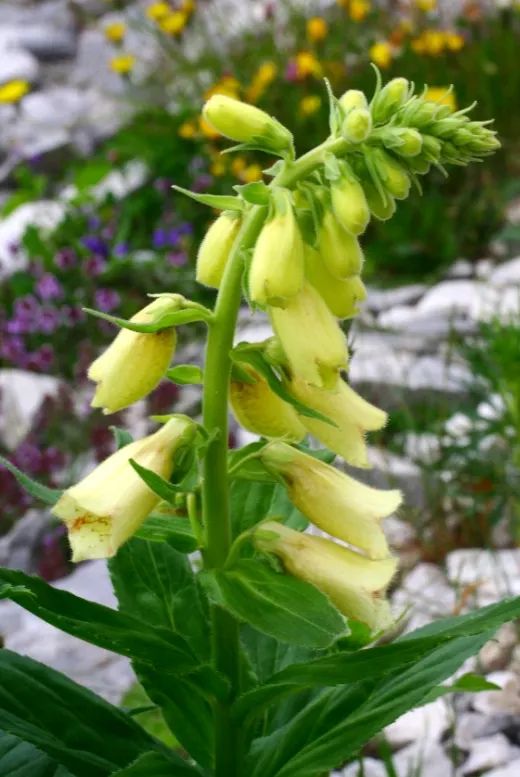 Yellow Foxglove (Digitalis Grandiflora) — with a spread of about 12 to 18 inches; commonly known as Yellow Foxglove