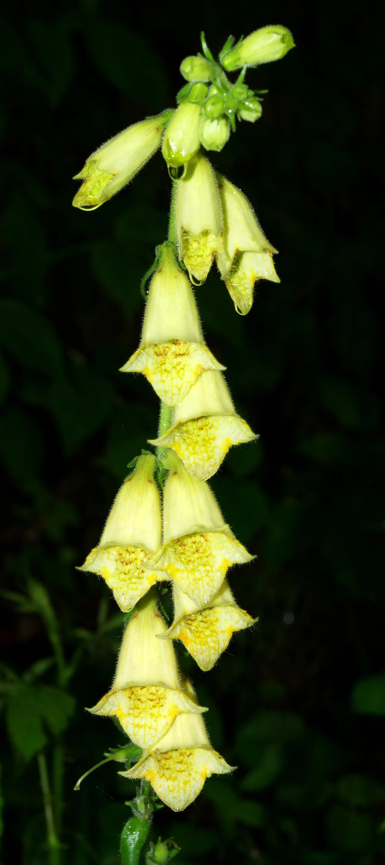 Yellow Foxglove (Digitalis Grandiflora) — it appreciates some afternoon shade.<br><br>Care for this plant includes regular watering; indicating, image 88