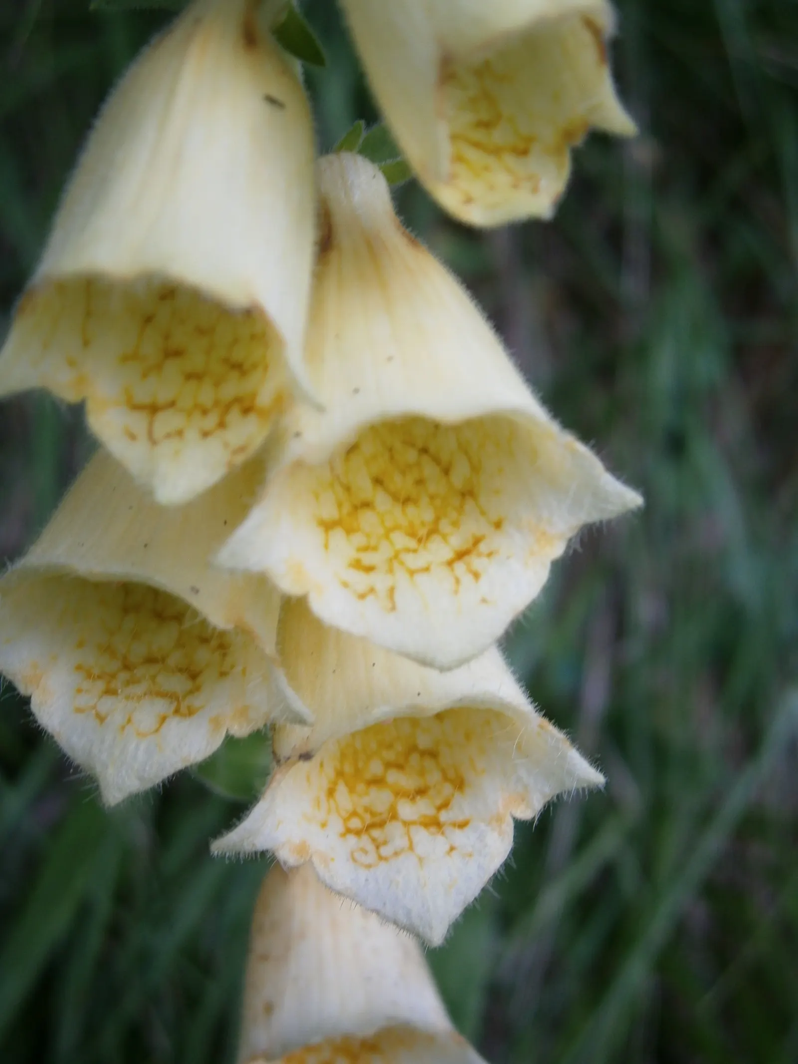 Yellow Foxglove (Digitalis Grandiflora) — indicating robust cold hardiness
