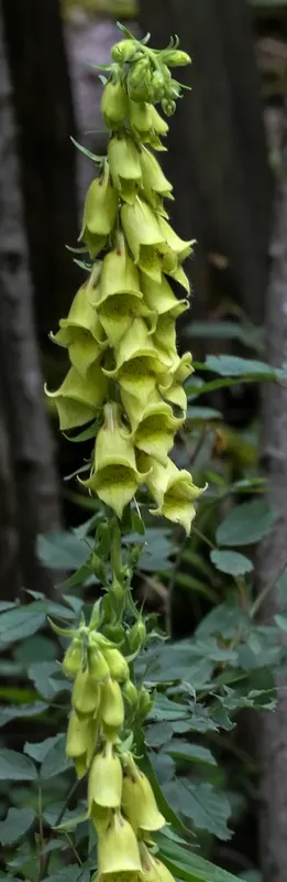 Yellow Foxglove (Digitalis Grandiflora) — It prefers well-drained soil and can tolerate a range of sunlight conditions from full sun to partial shade; low