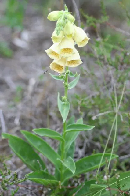 Yellow Foxglove (Digitalis Grandiflora) — Digitalis grandiflora thrives in USDA Hardiness Zones 3 through 8; to keep the soil consistently moist