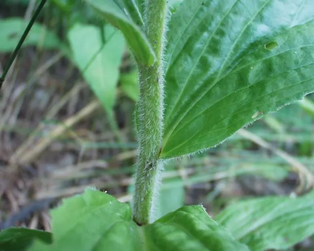 Yellow Foxglove (Digitalis Grandiflora) — to keep the soil consistently moist; perennial for half