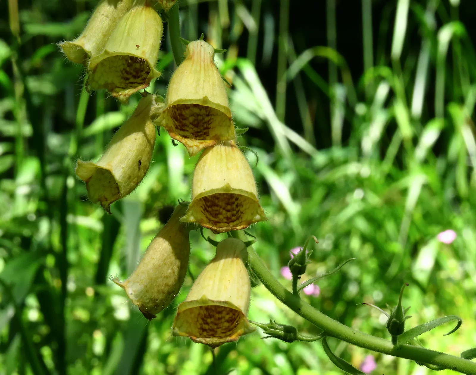 Yellow Foxglove (Digitalis Grandiflora) — to keep the soil consistently moist; perennial for half, image 90
