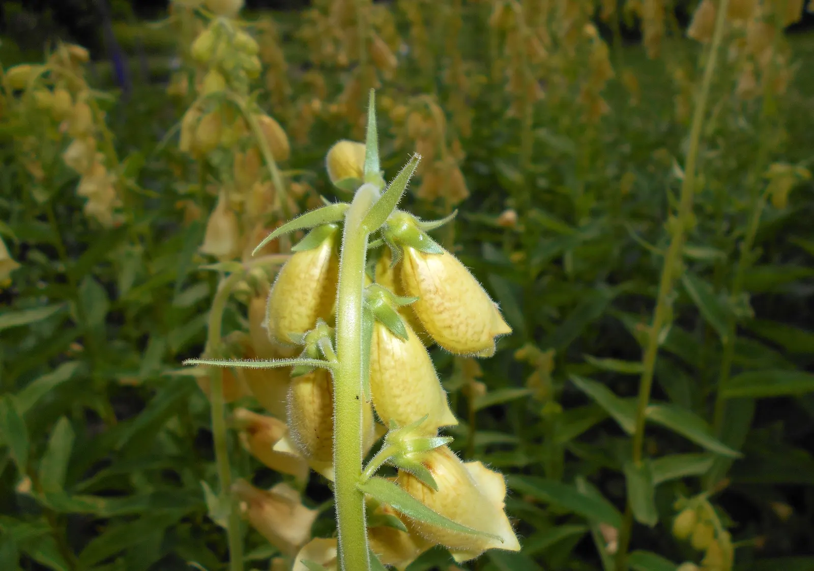 Yellow Foxglove (Digitalis Grandiflora) — perfect for adding structure to garden borders or floral arrangements.<br><br>Notable for its tubular