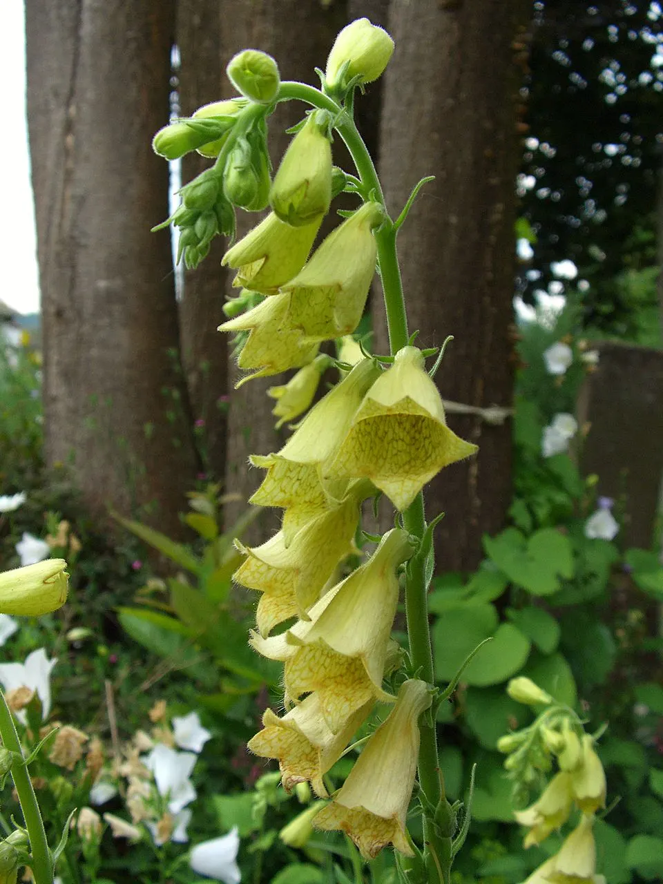 Yellow Foxglove (Digitalis Grandiflora) — Adds vertical interest and attracts pollinators while resisting most pests and diseases; which showcase subtle