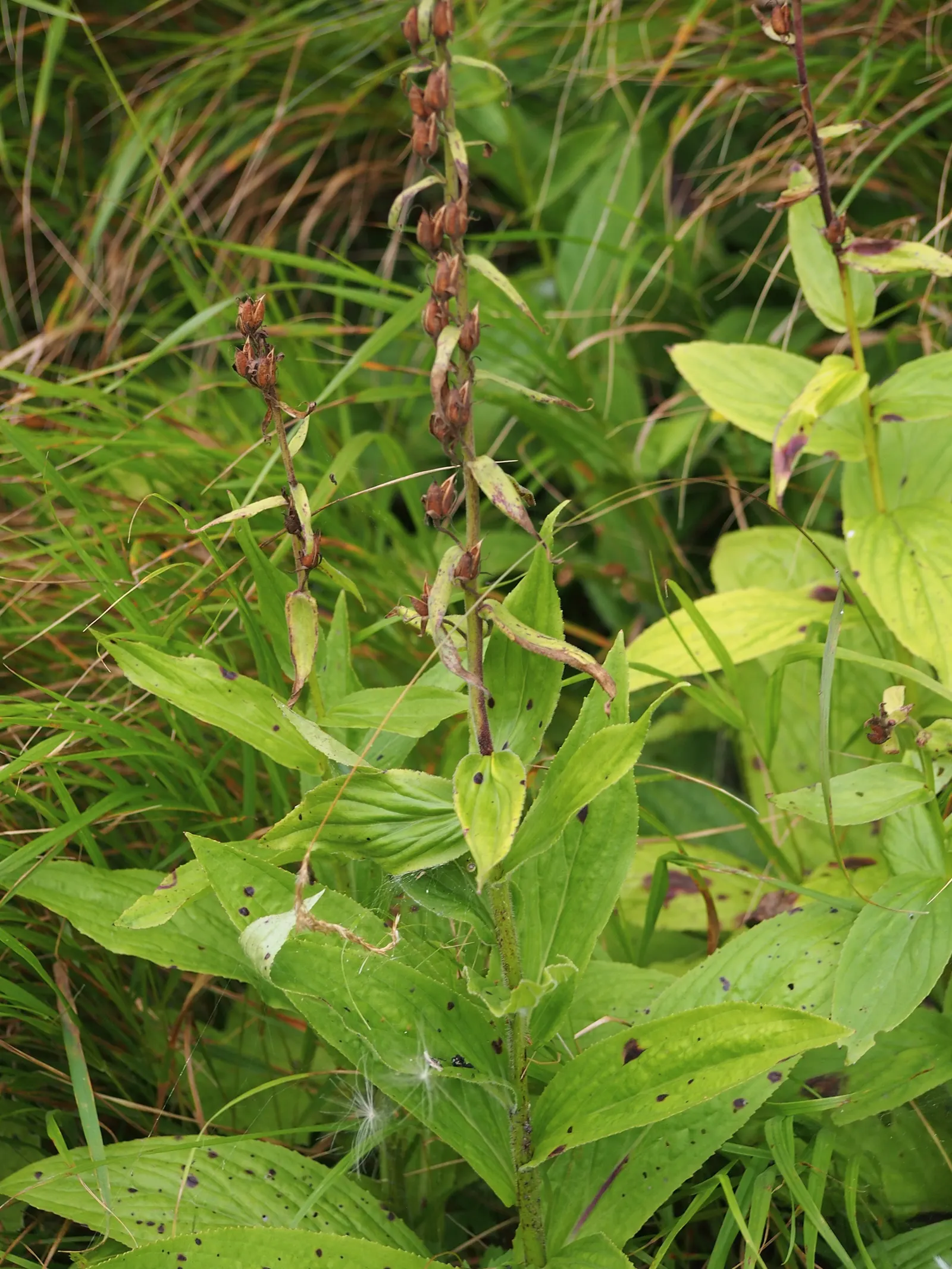 Yellow Foxglove (Digitalis Grandiflora) — although in hotter climates