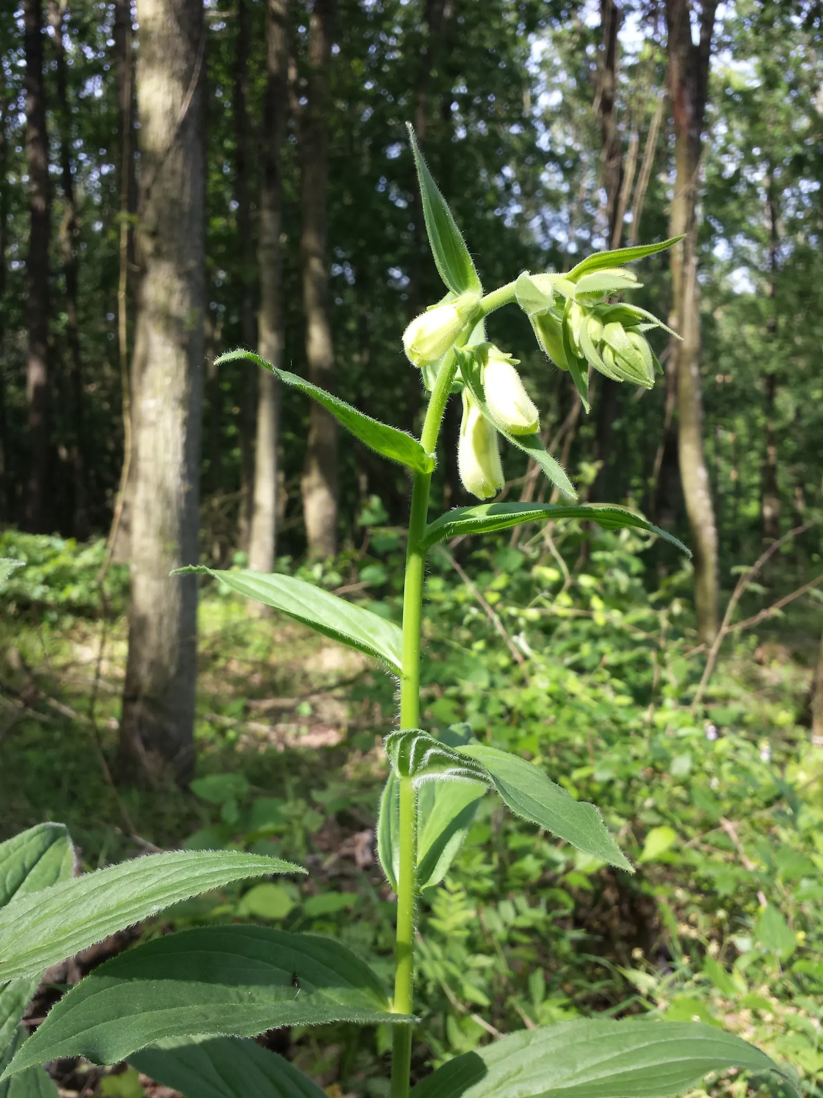 Yellow Foxglove (Digitalis Grandiflora) — Perfect for rustic or cottage gardens, image 72