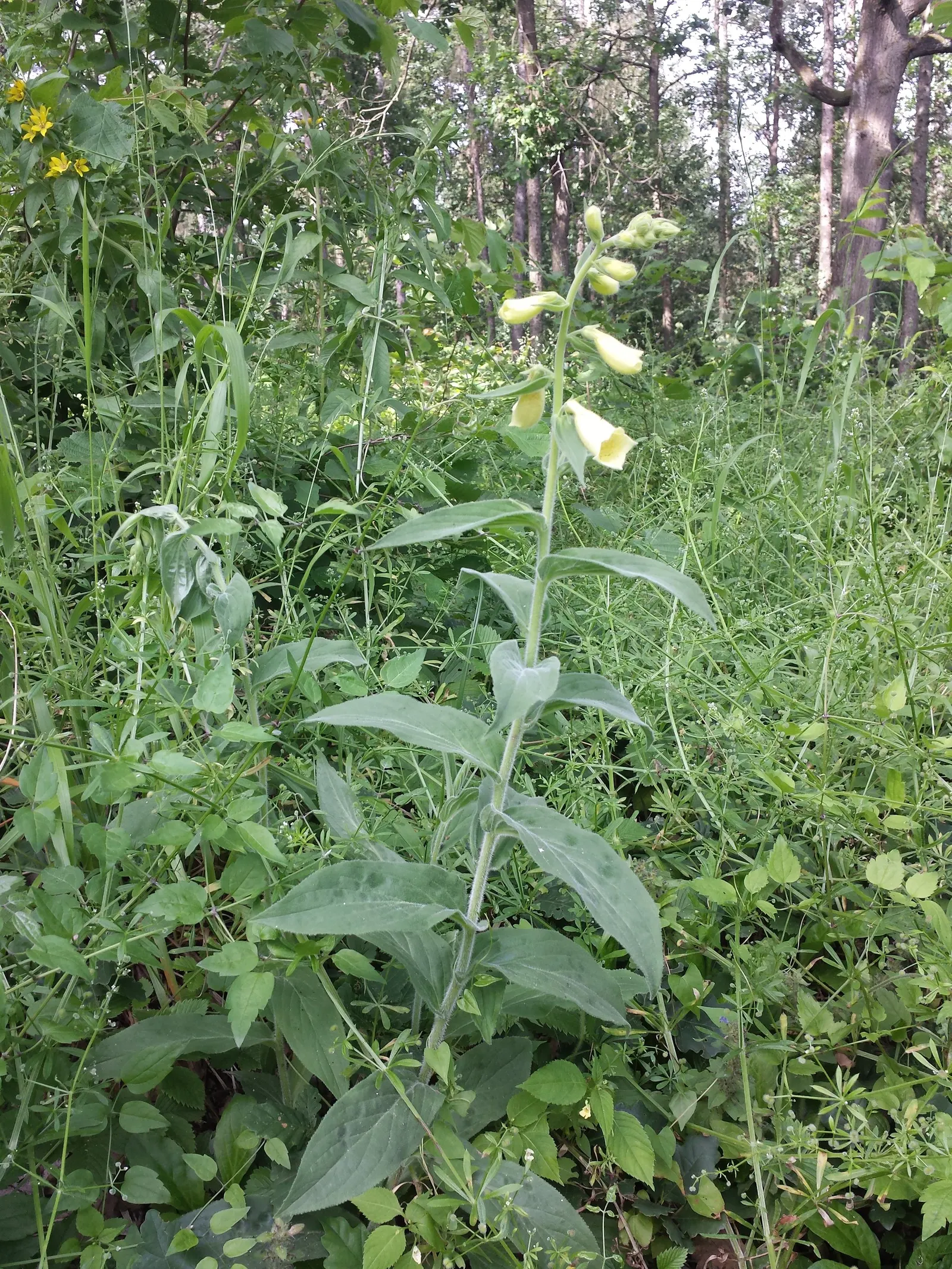 Yellow Foxglove (Digitalis Grandiflora) — Digitalis grandiflora thrives in USDA Hardiness Zones 3 through 8; to keep the soil consistently moist, image 84