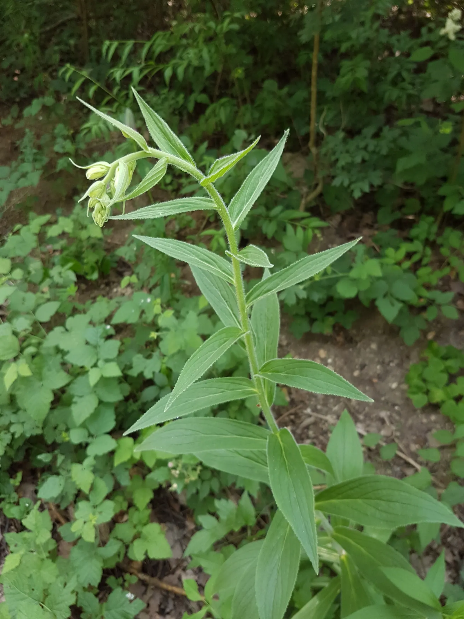 Yellow Foxglove (Digitalis Grandiflora) — which showcase subtle interior spotting; it appreciates some afternoon shade.<br><br>Care for this plant includes