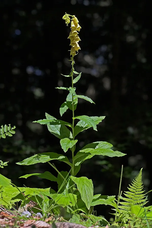 Yellow Foxglove (Digitalis Grandiflora) — perennial with multi-colored and yellow blooms; particularly during dry spells