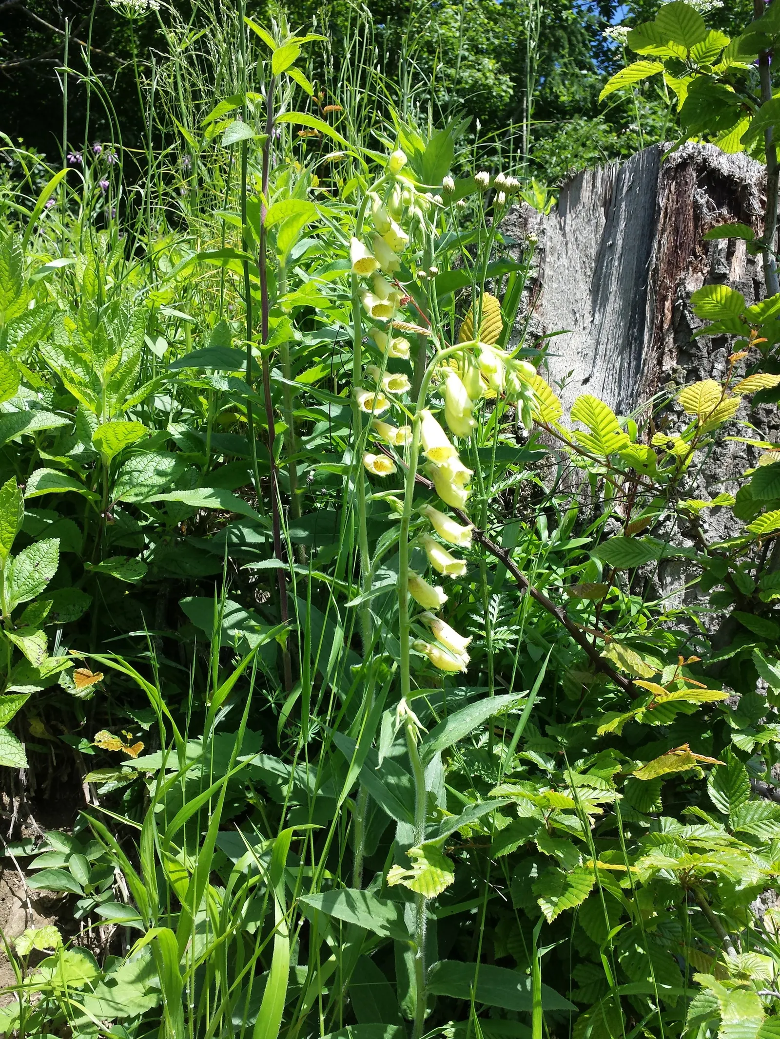 Yellow Foxglove (Digitalis Grandiflora) — Perfect for rustic or cottage gardens, image 39