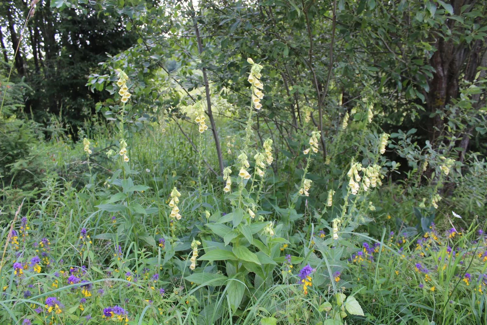 Yellow Foxglove (Digitalis Grandiflora) — making it a haven for pollinators such as bees and hummingbirds; with a spread of about 12 to 18 inches