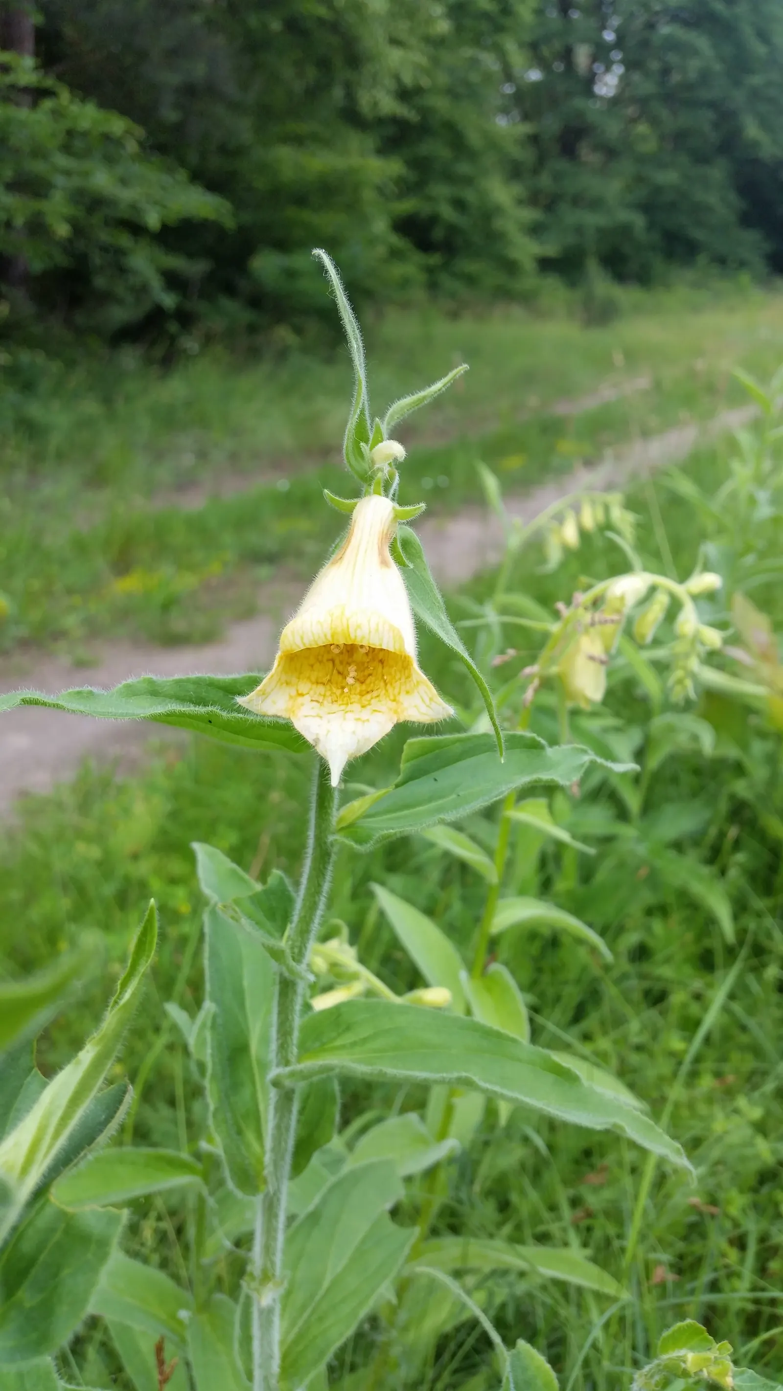 Yellow Foxglove (Digitalis Grandiflora) — Low maintenance; deer-resistant; perennial with multi-colored and yellow blooms, image 71