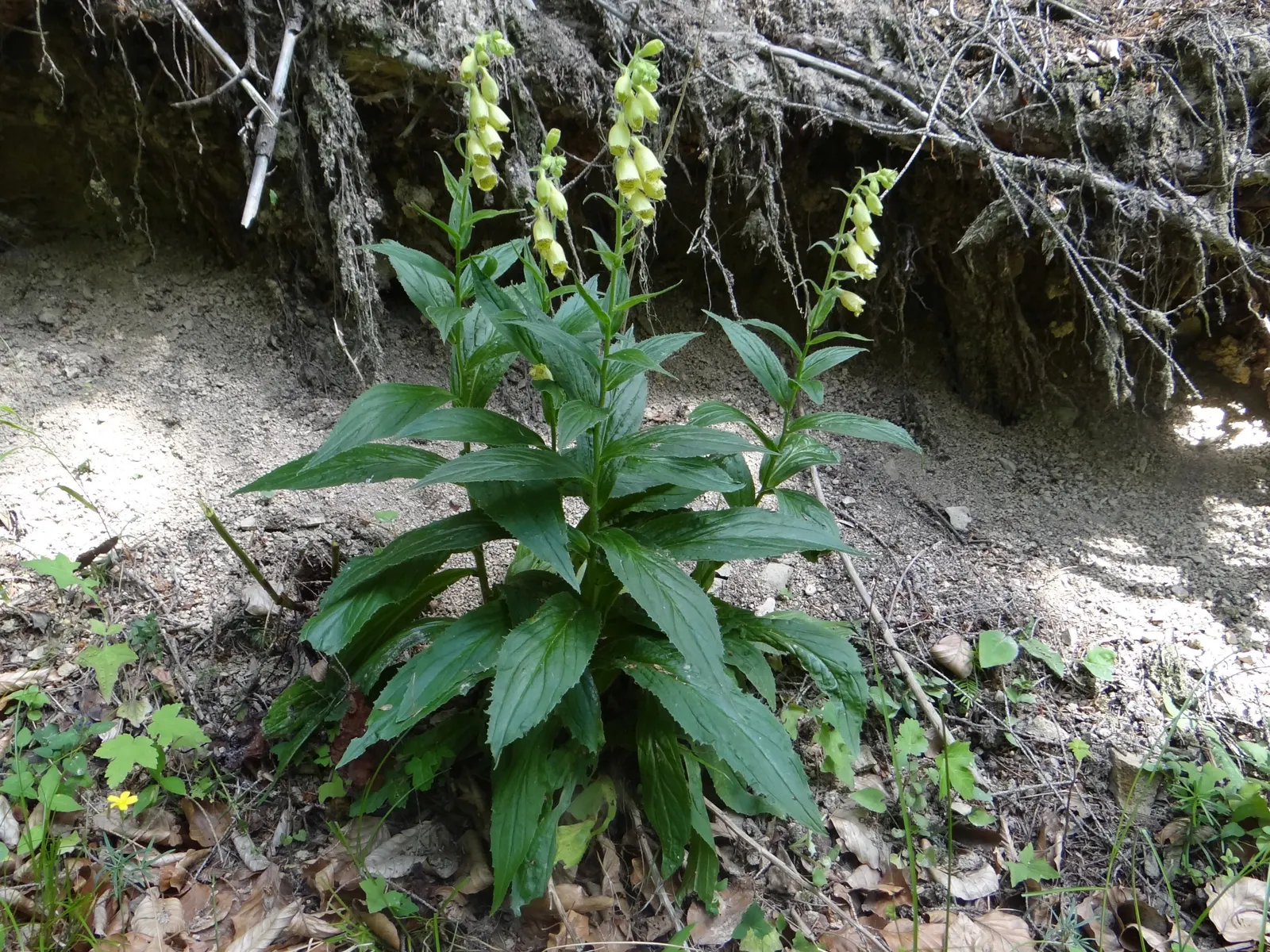 Yellow Foxglove (Digitalis Grandiflora) — particularly during dry spells; but some may prefer to leave the seed pods to promote self-seeding