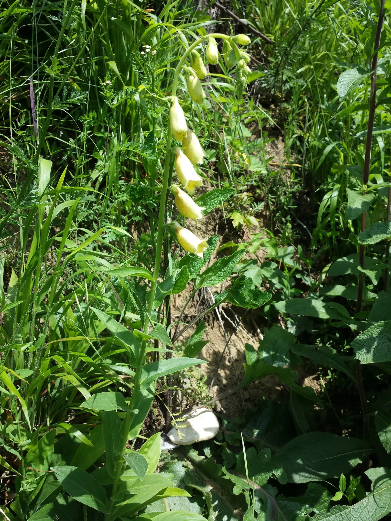 Yellow Foxglove (Digitalis Grandiflora) — perfect for adding structure to garden borders or floral arrangements.<br><br>Notable for its tubular; each blossom