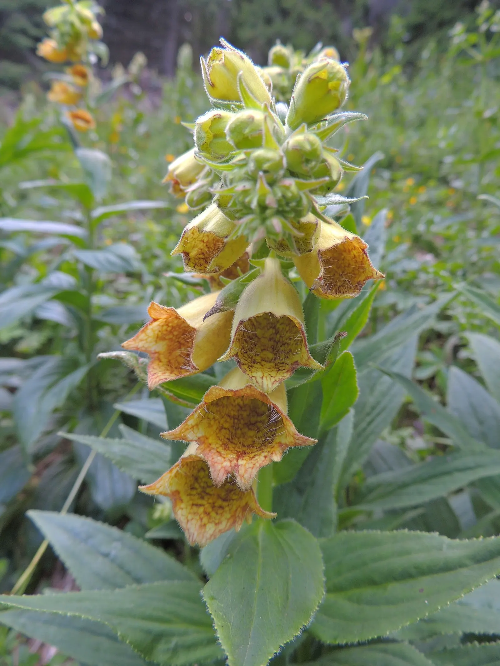 Yellow Foxglove (Digitalis Grandiflora) — although in hotter climates; perfect for adding structure to garden borders or floral arrangements.<br><br>Notable