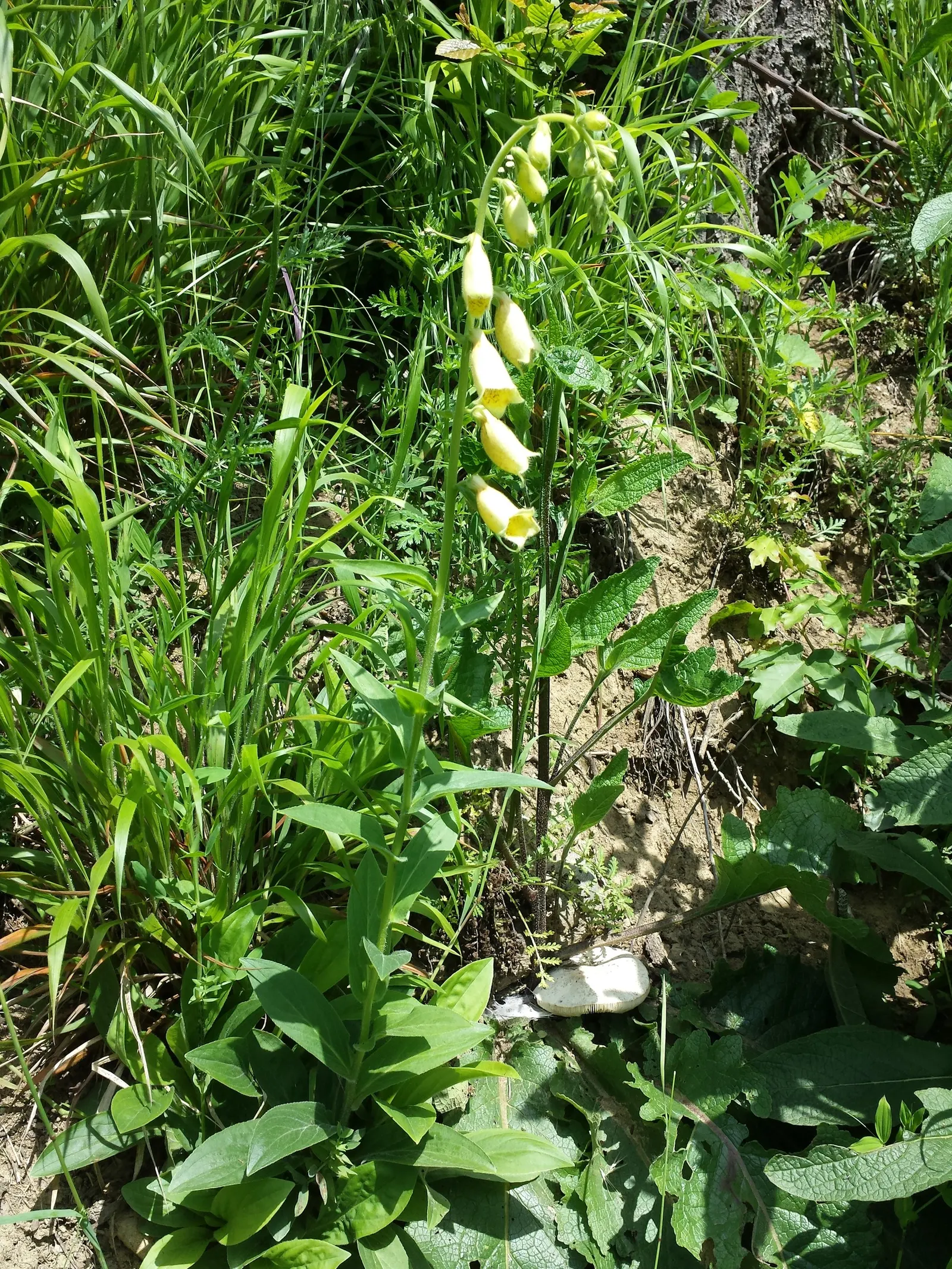Yellow Foxglove (Digitalis Grandiflora) — perennial with multi-colored and yellow blooms
