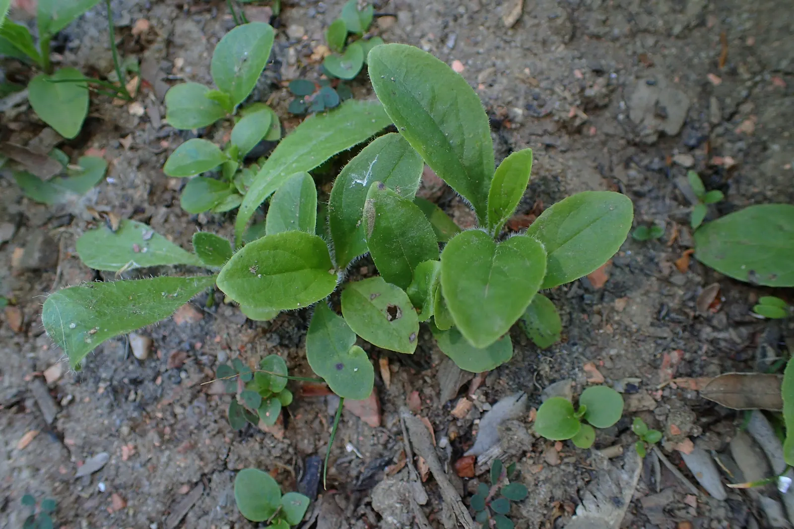 Yellow Foxglove (Digitalis Grandiflora) — it presents an upright habit