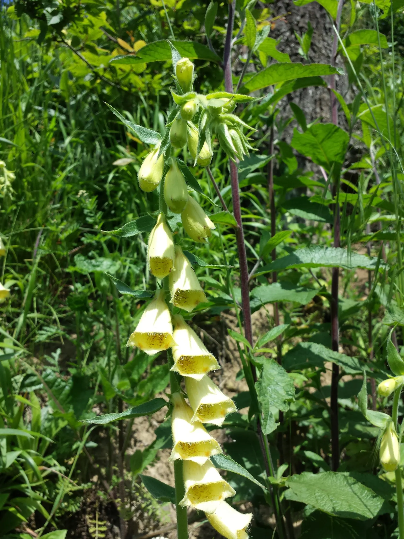 Yellow Foxglove (Digitalis Grandiflora) — Digitalis grandiflora thrives in USDA Hardiness Zones 3 through 8