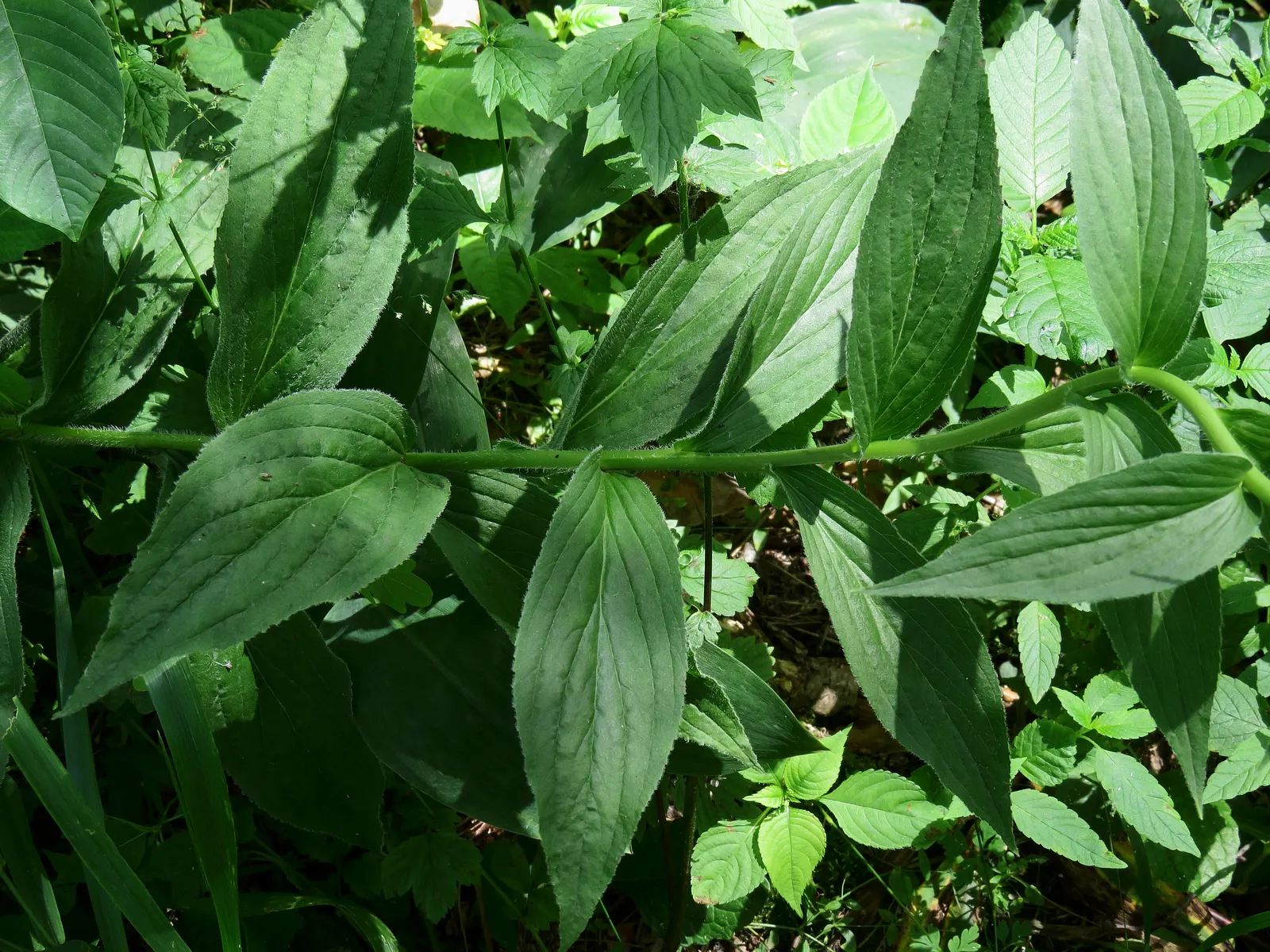 Yellow Foxglove (Digitalis Grandiflora) — is a captivating perennial that brings a touch of elegance and vertical interest to any landscape design, image 74