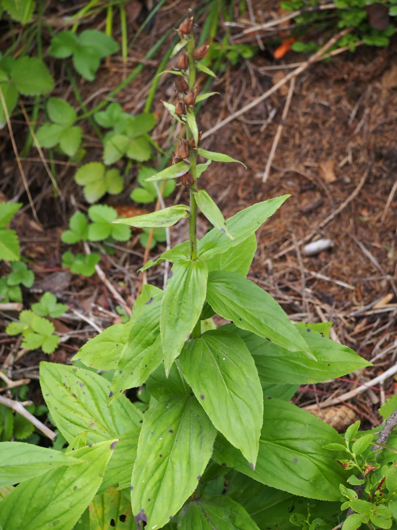 Yellow Foxglove (Digitalis Grandiflora) — particularly during dry spells