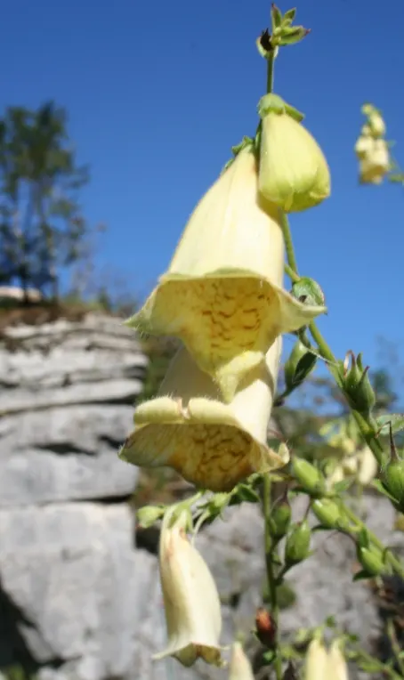 Yellow Foxglove (Digitalis Grandiflora) — Each blossom is strategically positioned around the sturdy spike; blooms appear in early summer, offering, image 81