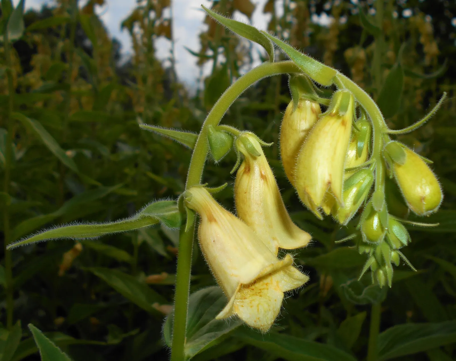 Yellow Foxglove (Digitalis Grandiflora) — perennial for half; making it a suitable choice for rural and suburban gardens frequented by wildlife