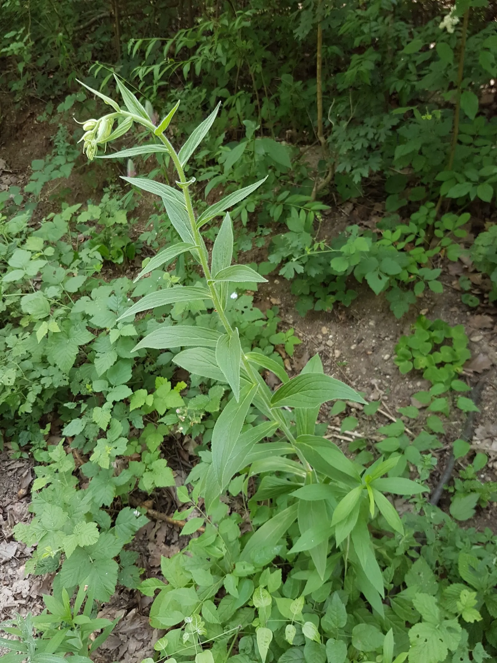 Yellow Foxglove (Digitalis Grandiflora) — multi-colored and yellow flowers in the garden; making it a haven for pollinators such as bees and hummingbirds