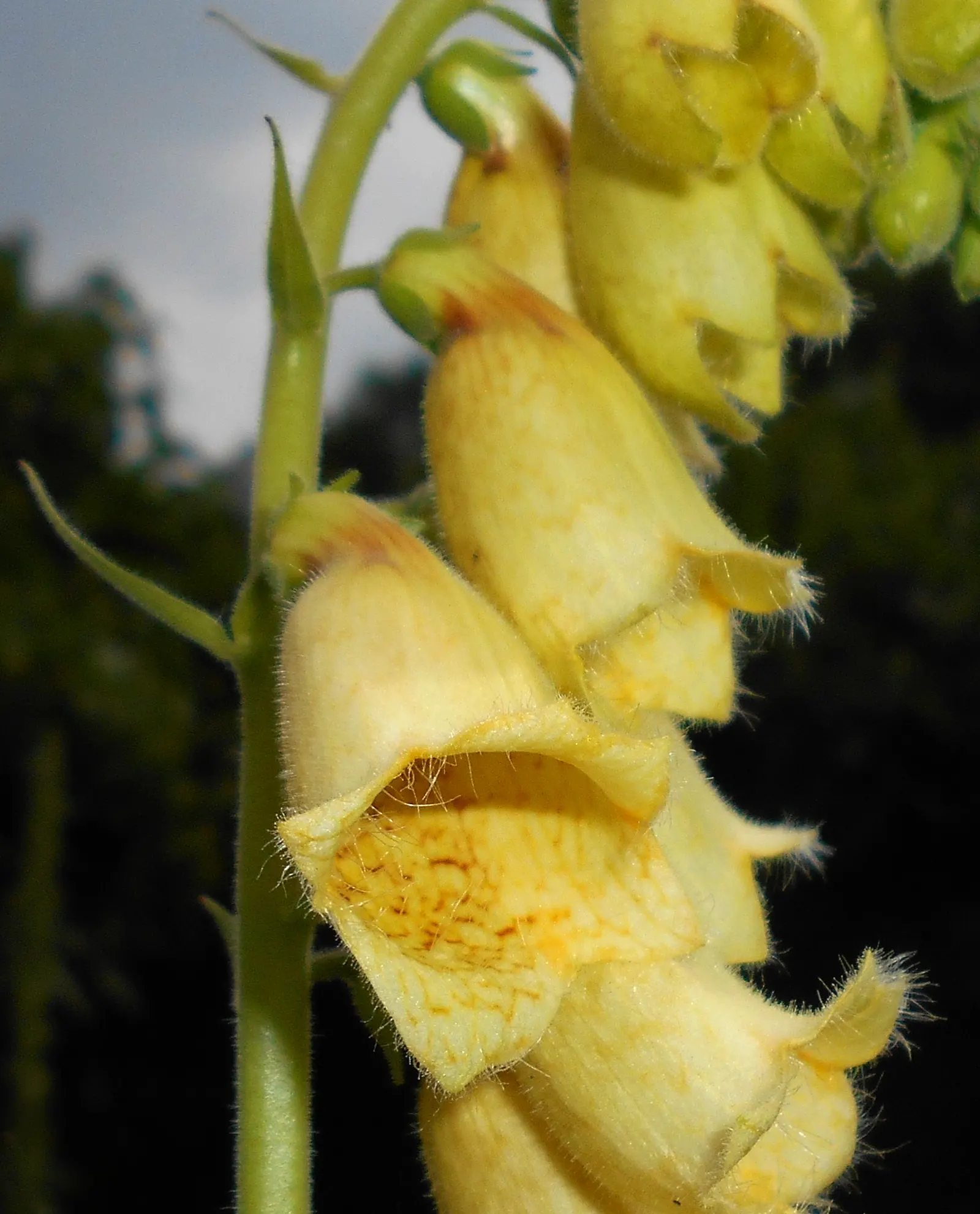 Yellow Foxglove (Digitalis Grandiflora) — Its deer-resistant property is an added bonus; is a perennial boasting 2-3 ft tall spikes adorned with tubular