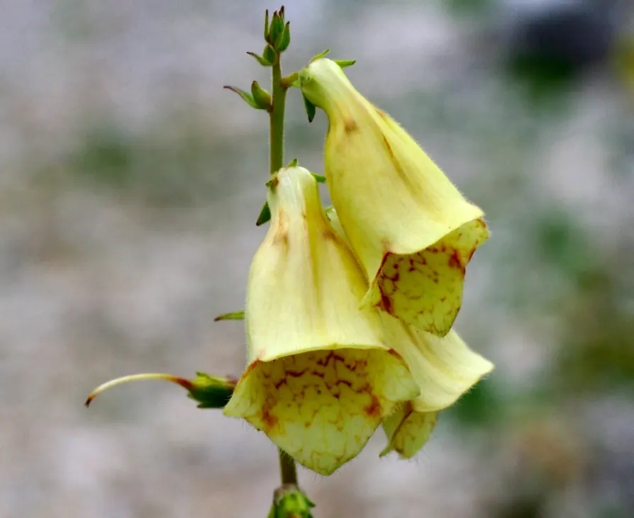 Yellow Foxglove (Digitalis Grandiflora) — Each blossom is strategically positioned around the sturdy spike