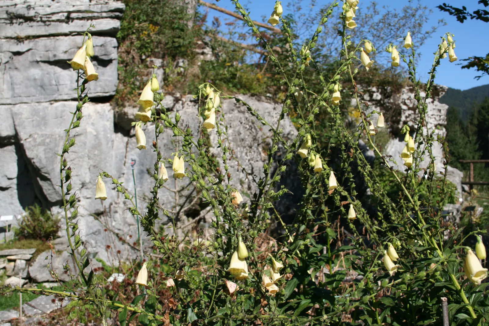 Yellow Foxglove (Digitalis Grandiflora) — but some may prefer to leave the seed pods to promote self-seeding; the Yellow Foxglove flowers from late spring into