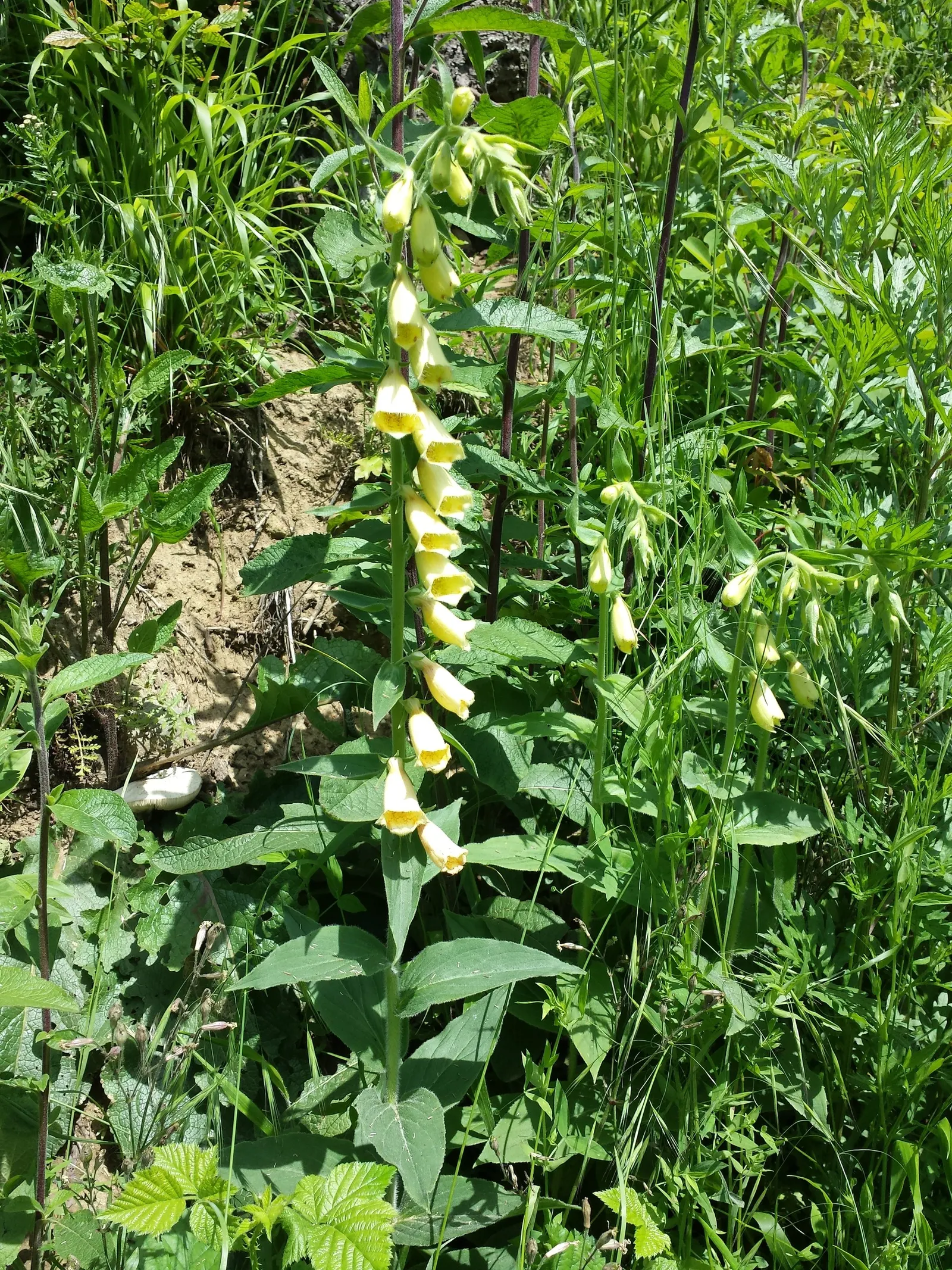 Yellow Foxglove (Digitalis Grandiflora) — with a spread of about 12 to 18 inches