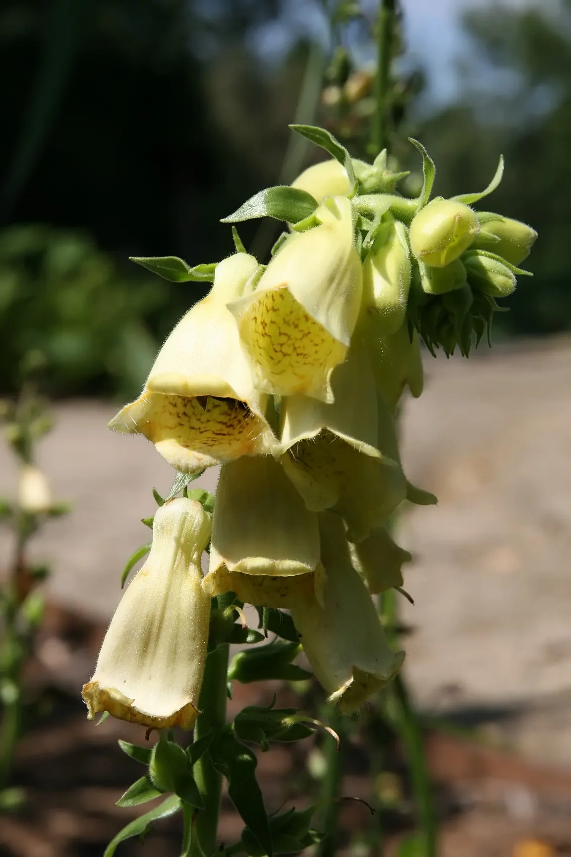 Yellow Foxglove (Digitalis Grandiflora) — it presents an upright habit; is a captivating perennial that brings a touch of elegance and vertical, image 77