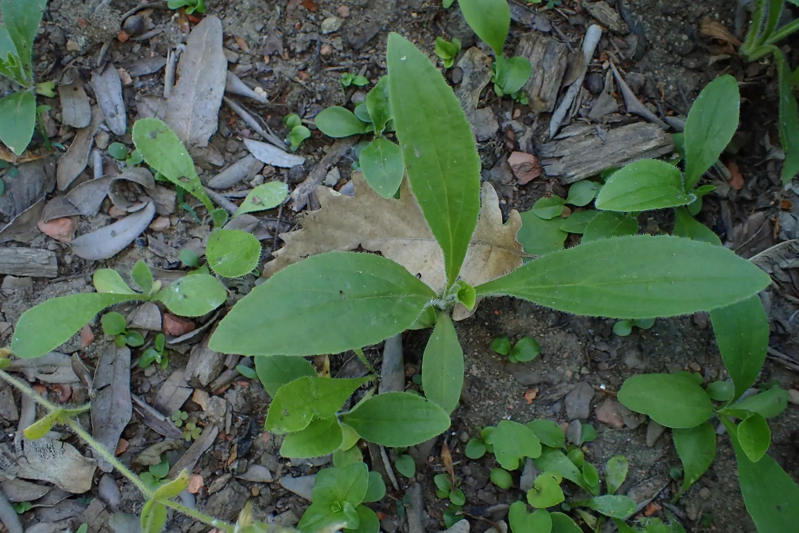 Yellow Foxglove (Digitalis Grandiflora) — making it a haven for pollinators such as bees and hummingbirds; with a spread of about 12 to 18 inches, image 82