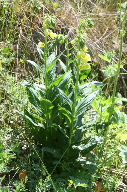 Yellow Foxglove (Digitalis Grandiflora) — Zones 4-8 suit this plant, thriving in part shade and well-drained soil