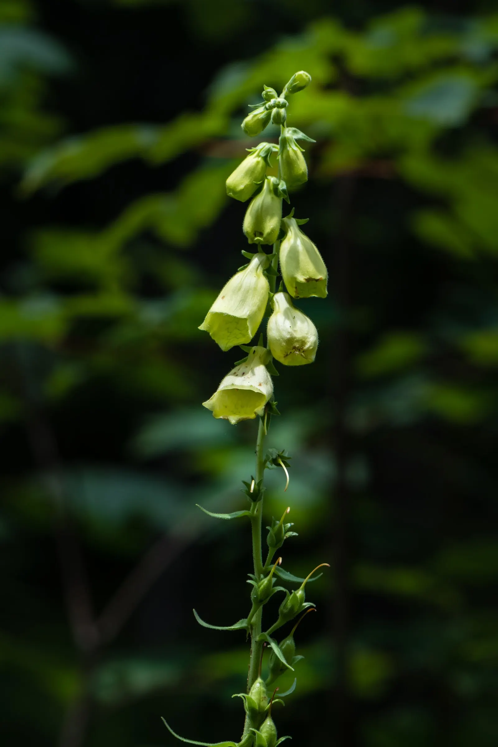 Yellow Foxglove (Digitalis Grandiflora) — to keep the soil consistently moist