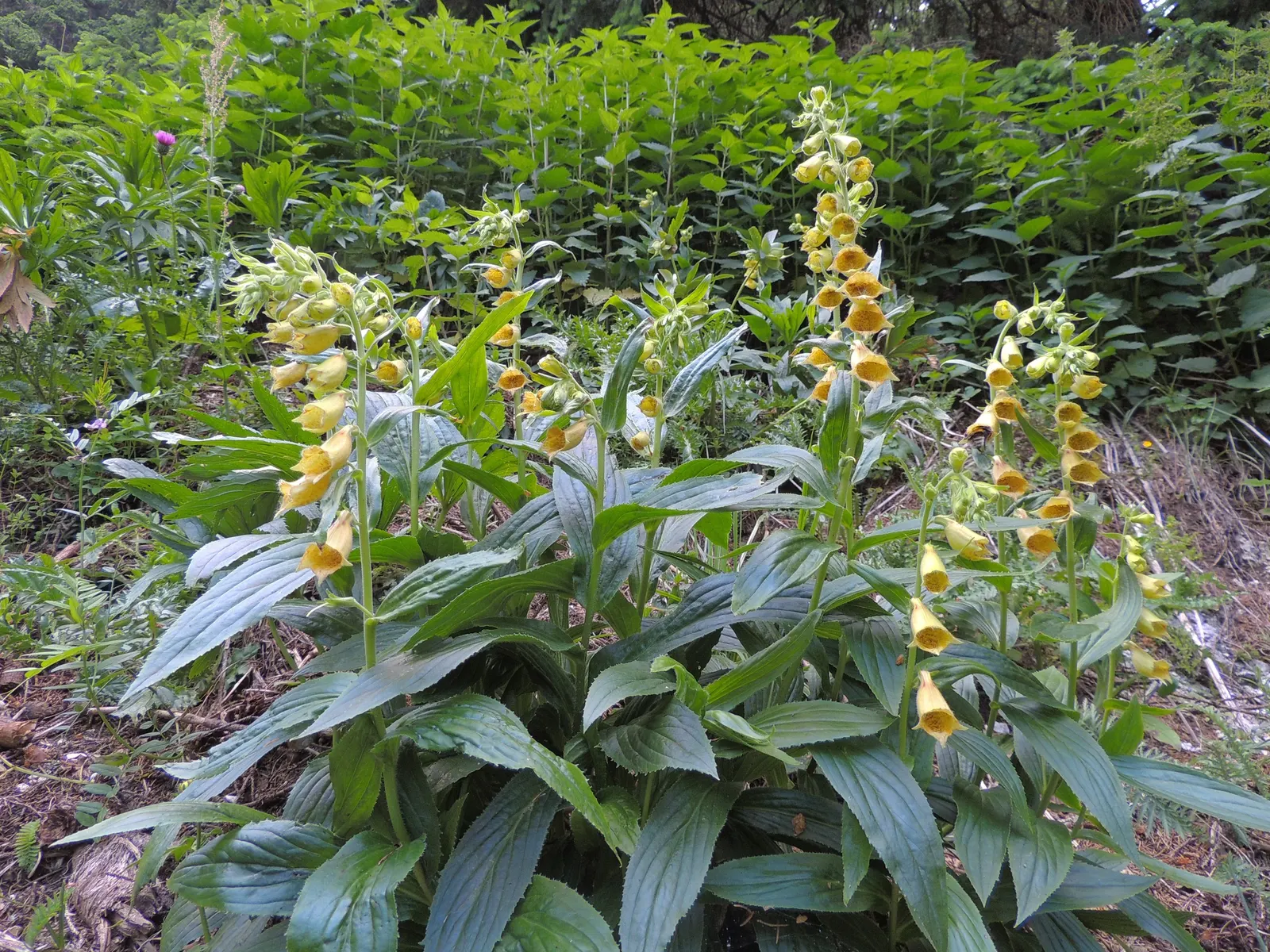 Yellow Foxglove (Digitalis Grandiflora) — particularly during dry spells; but some may prefer to leave the seed pods to promote self-seeding, image 89