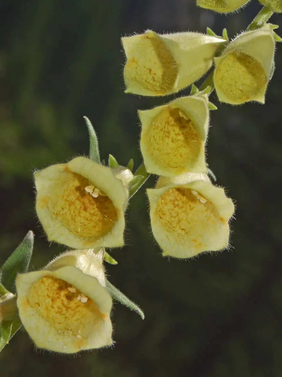 Yellow Foxglove (Digitalis Grandiflora) — it appreciates some afternoon shade.<br><br>Care for this plant includes regular watering; indicating robust cold